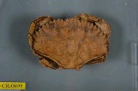藏品(日本黃道蟹)的圖片